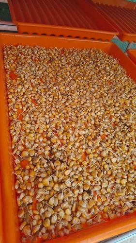 Hydroponic Fodder Trays - Image 2