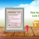 Pink Boll Worm Lure and Funnel Trap Combo I Pack of 10 each