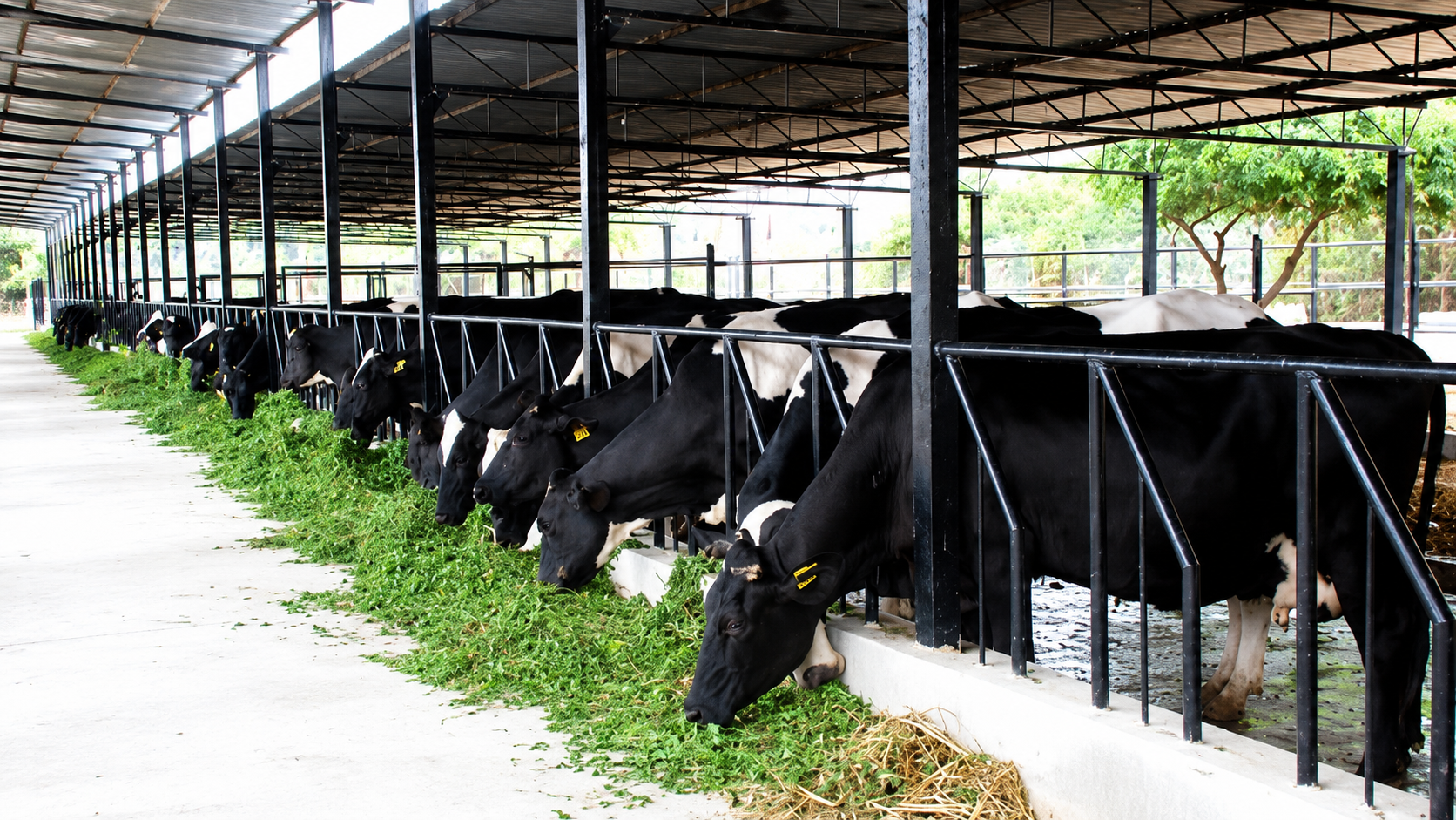 Cattle-Feeder-for-Farms-in-India