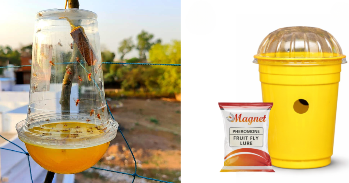Why Every Indian Farmer Needs a Fruit Fly Trap in India Before the Season Starts