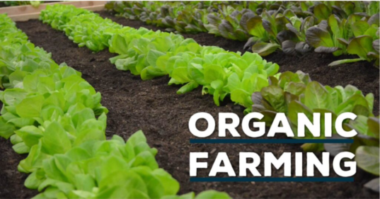 Organic- Farming- Solutions-In -India